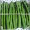 hot sale canned fresh green asparagus