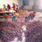 Common Cultivation Type and gunny bag Packaging china raw fresh chestnut