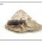 3d effect magnet texas school museum wall art insect fossil decor