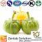 GMP manufactor organic garcinia cambogia extract hca 50%