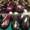 Eggplant