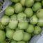 Cheap Shandong Pears&Golden Pears