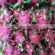 VIETNAM FRESH PITAYA FRUIT