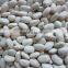 Chinese Red Kidney Beans for export