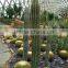 Carnegiea gigantea Britton et Rose, Saguaro, pot plants, bonsais