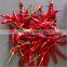 Premium Quality Indian Dry Red Chilli Exporters