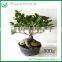 Ficus Ginseng Live Bonsai Tree