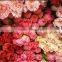 USD 0.15- USD 0.3 Fresh carnation natural sweet smell carnation flower supply
