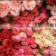 Sweet smell fresh cut carnation flower carnation plants