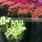 Fresh Cut Flowers Top Quality Green Carnation Fresh Carnation