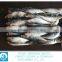 whole round frozen sardine fish