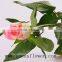 Environment-friendly Fresh Rose Supply Fresh Cut Roses Hopeshow for Parties From KUNMING