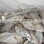 Frozen Butterfish Exporters