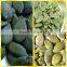 Chinese white pumpkin seeds kernels