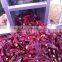 automatic pepper stem removing machine/chili stem cutting machine