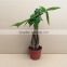Indoor plants Decorative plants flowers and trees