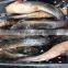 Frozen cat fish whole round/Clarius Fuscus