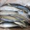 HORSE MACKEREL FISH