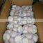Fresh Garlic Supplier In China