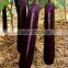 Beautiful And Nice Tasted Long Purple Eggplant Seeds For Growing