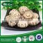 2015 new crop Wild Dried flower button mushroom