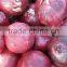 Ready Stock Onion for Wholesale Rate