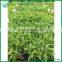 5-10CM aruacaria excelsa seedings for wholesale