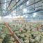 Automatic Poultry Equipment for Broiler Chicken