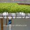 Agricultural baby lettuce cultivation greenhouse