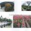 New Hot Fashion super quality plastic grain growing tray