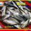 FROZEN MARUADSI WHOLE ROUND (ROUND SCAD)
