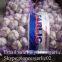 New Crop 5.5cm Normal White Fresh Garlic In 10 kg Mesh Bag packing