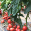 1000pcs/bag Bulk supply tomato seeds israel tomato seeds f1 hybrid red for sale