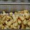 New Condition and ISO Certification Brush Type Ginger Cassava Peeling and Washing Machine For Video