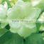 Super quality useful jasmine export