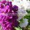 Quality latest cut fresh violet flower