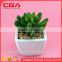 Emulate succulent plants tropical plants small bonsai home decoration Plastic emulation succulent plant