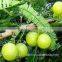 fresh gooseberry exporter/amla export in india/indian goose berry