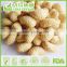 HACCP,ISO,BRC,HALAL Certification Salted Roasted Cashew with best quality and hot price