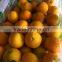 fresh sweet naval orange