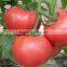 Fresh Tomato Exporter