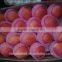 Cold storage fresh apple/low price