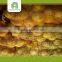 Hot selling chinese yellow onions with great price