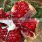 POMEGRANATES VIA EGYPT IN GOLDEN SHAPE @ egypt