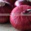 Bulk Red Onion from Egypt
