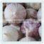 Organic garlic seed bulbs, a bulb of red garlic, fresh garlic seed