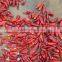 stemless dried red chilli
