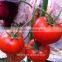 Disease Resistant High Yeild Hybrid Bright Red Tomato Seeds