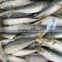 frozen pacific mackerel 5-6pcs/kg