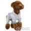 Dog Clothing--2010 New Dog Clothes Collection